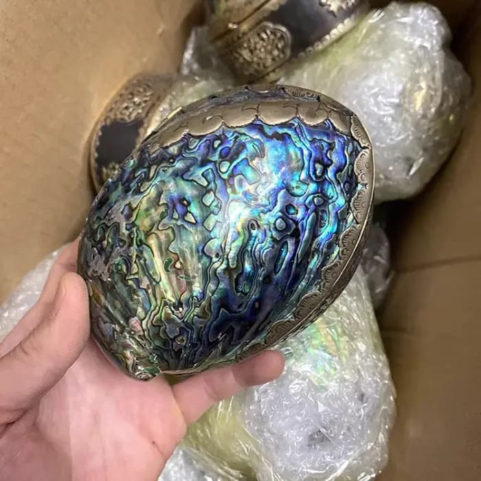 Boîte de rangement en coquille d'ormeau naturel
